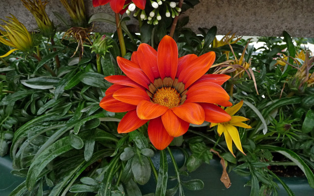 Orange flower green container garden free wallpaper - medium preview image
