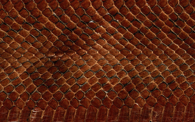 Snake texture black border white free wallpaper - medium preview image