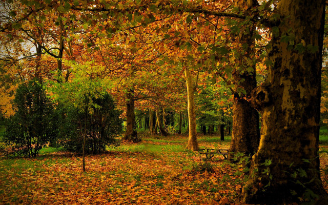 Autumn park bench trees leaves #2 free wallpaper - medium preview image