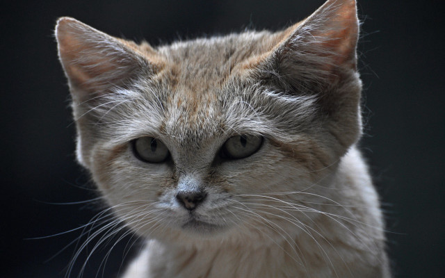 White cat closeup black background free wallpaper - medium preview image