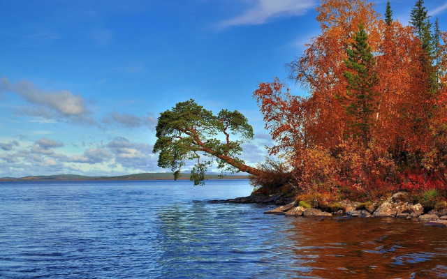 Tree water shore rocks autumn free wallpaper - medium preview image