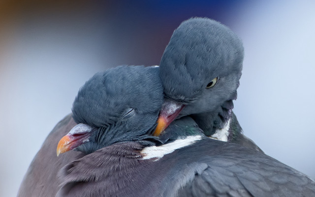 Birds biting beaks superflat oversized free wallpaper - medium preview image