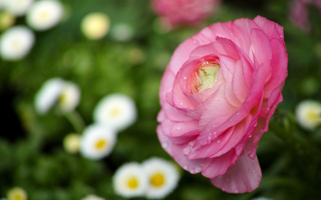 Pink flower water droplets bokeh free wallpaper - medium preview image