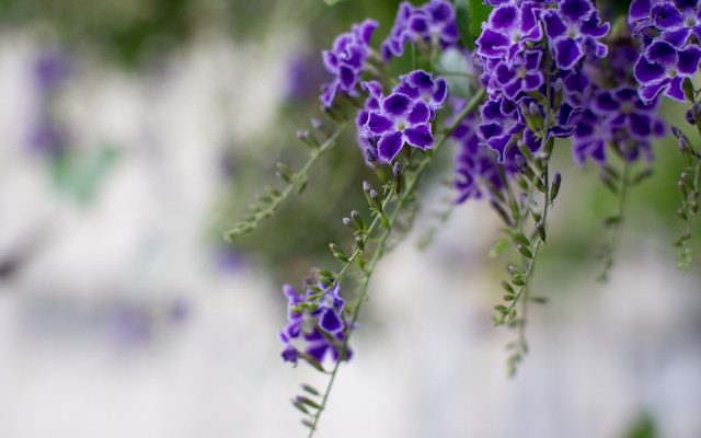 Purple flowers hanging branch garden free wallpaper - medium preview image