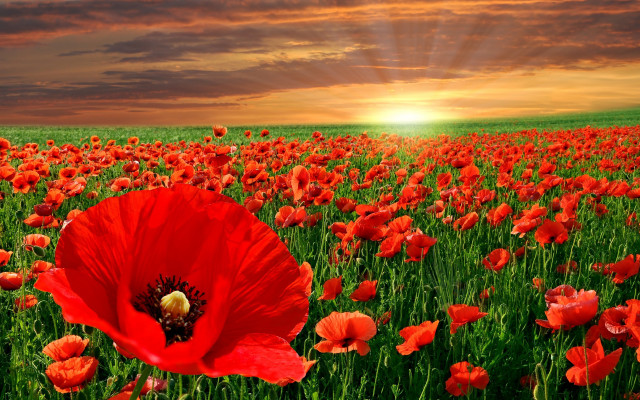 Red flower field sunset clouds free wallpaper - medium preview image