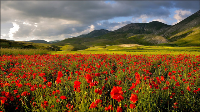 Red flower mountains sky field free wallpaper - medium preview image