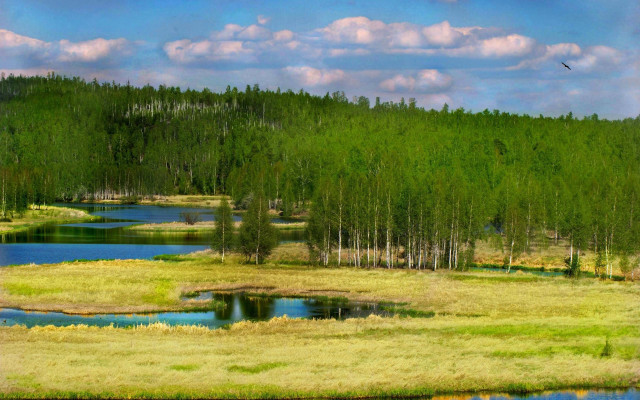 Grassy field pond trees bird free wallpaper - medium preview image