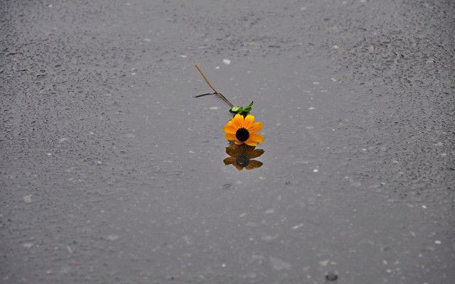 Yellow flower puddle branch ecological free wallpaper - medium preview image