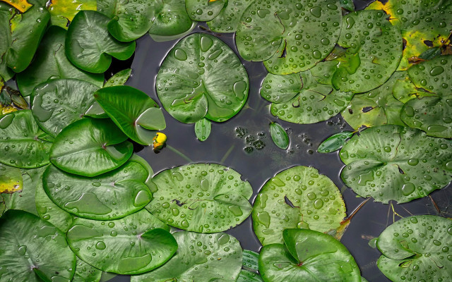 Pond leaves water lilies yellow free wallpaper - medium preview image