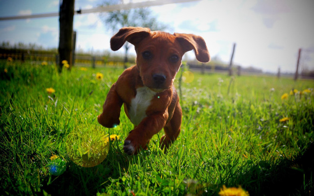 Puppy running field ball fence free wallpaper - medium preview image