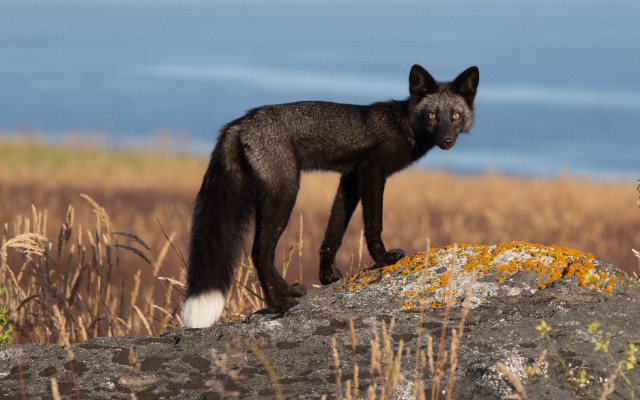 Black wolf rock field water free wallpaper - medium preview image