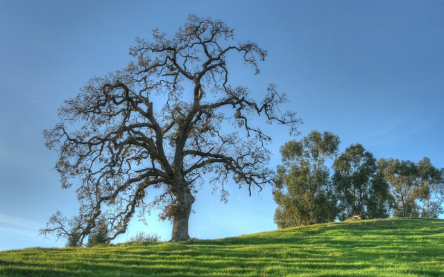 Tree hill sheep autumn nature free wallpaper - medium preview image