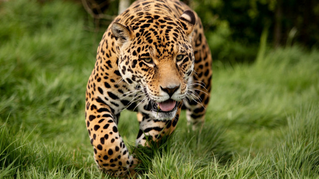 Leopard walking green field trees free wallpaper - medium preview image