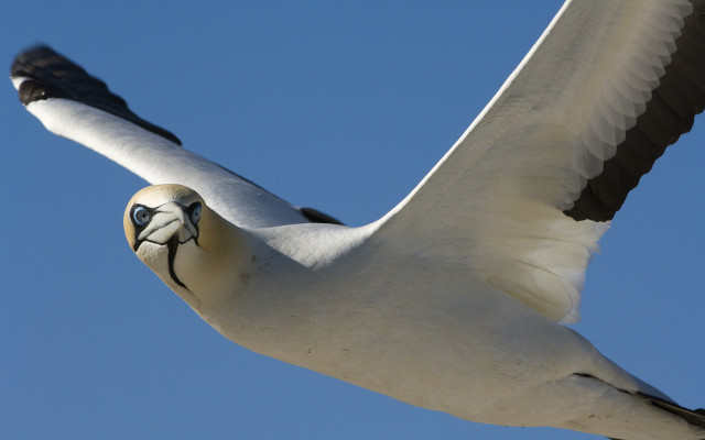 Bird painted face flying sky free wallpaper - medium preview image