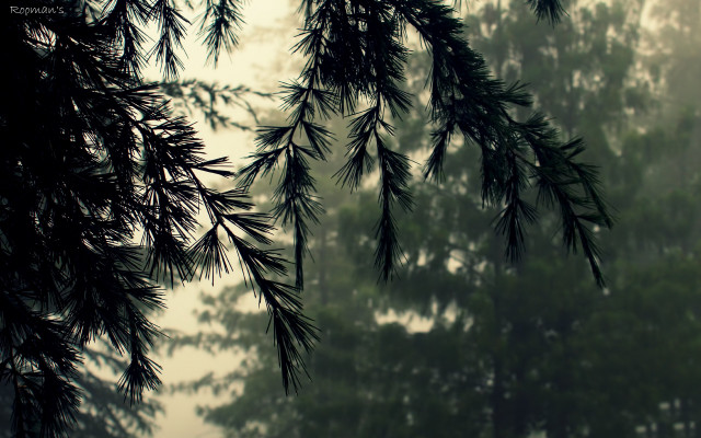 Branch bird bamboo forest fireworks free wallpaper - medium preview image