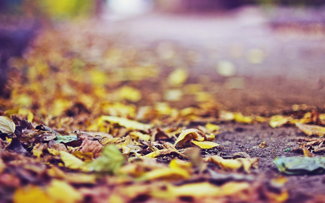 Blurry leaves autumn road sunset free wallpaper - medium preview image