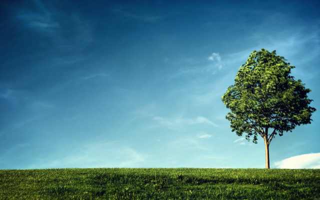 Lone tree grassy hill blue free wallpaper - medium preview image