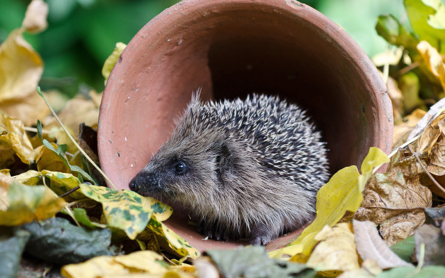 Hedgehog claypot treehole leaves depthoffield free wallpaper - medium preview image
