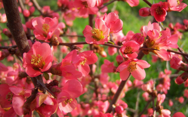 Tree pink flowers bokeh macro free wallpaper - medium preview image