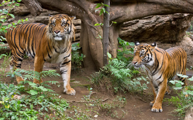 Tigers zoo exhibit forest nature free wallpaper - medium preview image