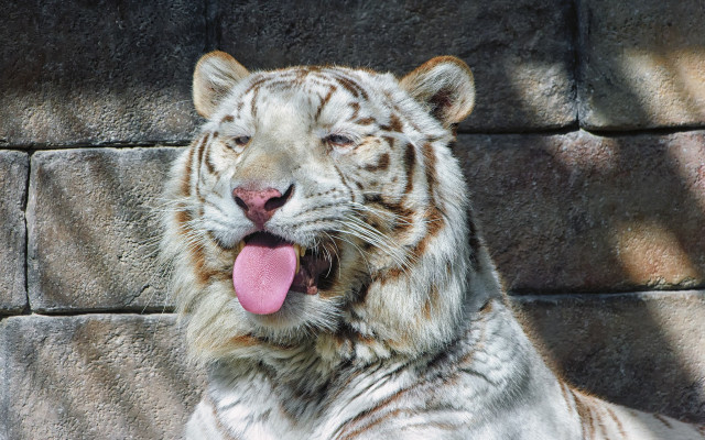 White tiger tongue out rock free wallpaper - medium preview image