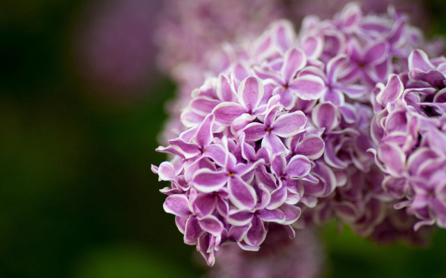 Purple flower closeup macro blurry #2 free wallpaper - medium preview image