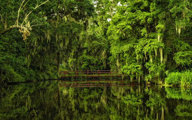 Enchanted forest bridge water trees free wallpaper - medium preview image