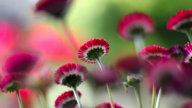 Flowers closeup blurry background macro free wallpaper - medium preview image