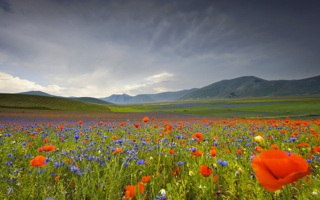 Flower field mountains clouds blue #5 free wallpaper - medium preview image