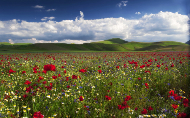 Flower field hills clouds blue free wallpaper - medium preview image