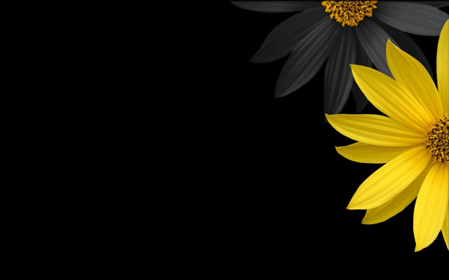 Black yellow gothic flower yakumo free wallpaper - medium preview image