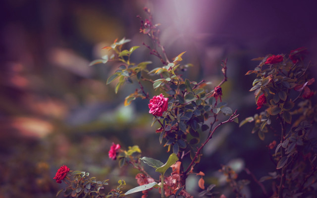 Bush redflowers purplebackground shallowdepth tiltshift free wallpaper - medium preview image