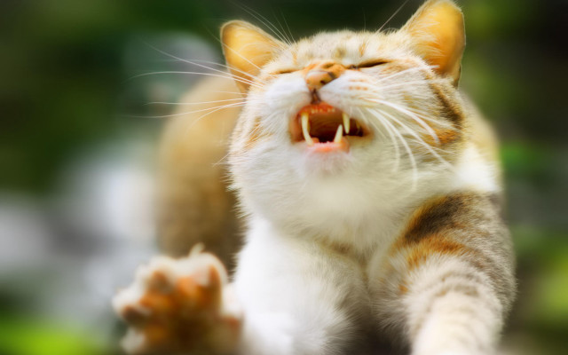 Cat open mouth sharp claws #5 free wallpaper - medium preview image