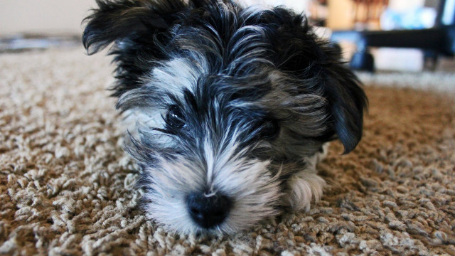 Small dog sitting carpet looking free wallpaper - medium preview image