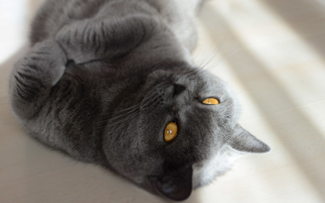 Gray cat laying white surface free wallpaper - medium preview image