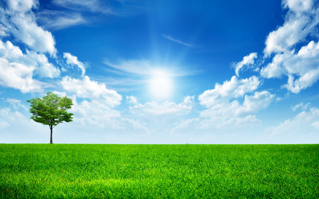 Lone tree green field blue #18 free wallpaper - medium preview image