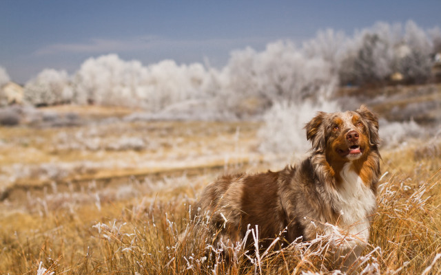 Dog field tallgrass frostedtrees sunset free wallpaper - medium preview image
