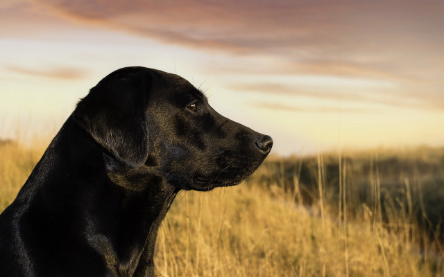 Black dog tall grass sunset #2 free wallpaper - medium preview image