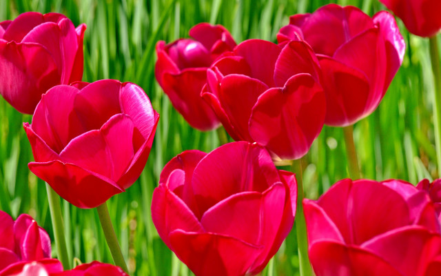 Red flowers green stems blurry #2 free wallpaper - medium preview image