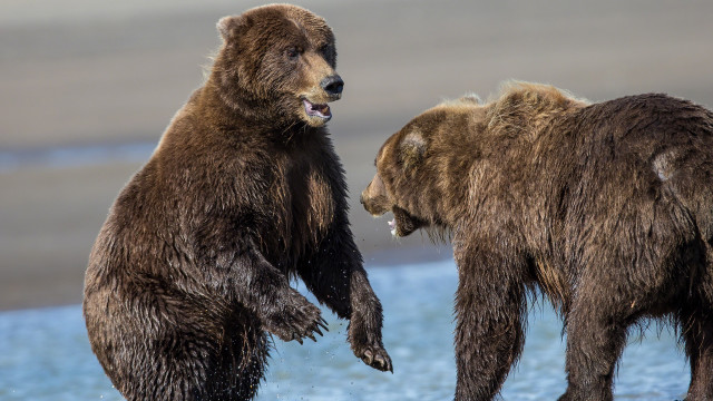 Brown bears playing beach water free wallpaper - medium preview image