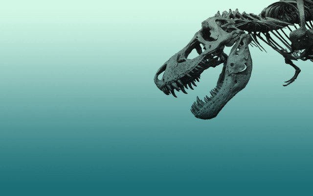 Dinosaur skeleton long neck sharp free wallpaper - medium preview image