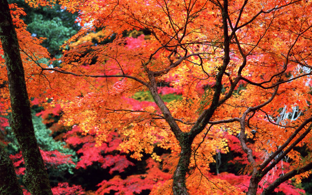 Red leaves forest bench autumn free wallpaper - medium preview image