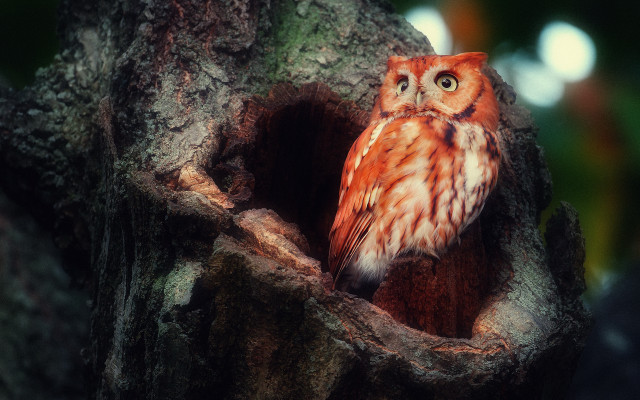 Small owl tree hollow night free wallpaper - medium preview image