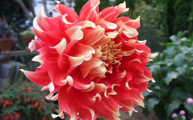 Large red flower garden background free wallpaper - medium preview image