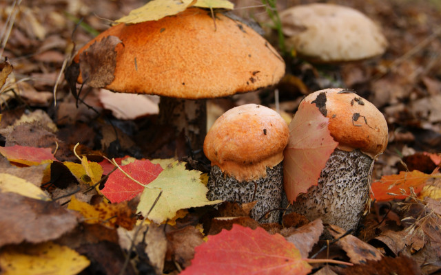 Mushrooms leaves forest autumn ecological free wallpaper - medium preview image