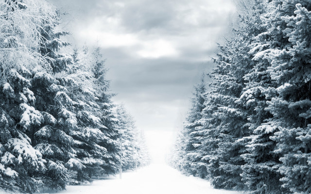 Snowy road trees winter matte free wallpaper - medium preview image