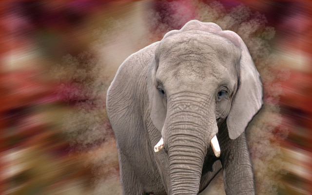 Large elephant red white background free wallpaper - medium preview image