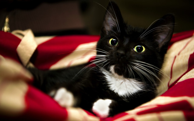 Black white cat red blanket free wallpaper - medium preview image