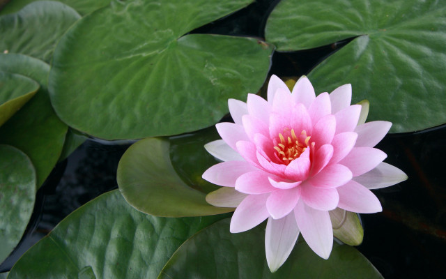 Pink flower green leaves water #3 free wallpaper - medium preview image