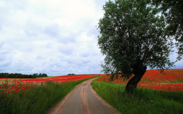 Dirt road tree flowers cloudy free wallpaper - medium preview image